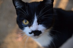 「隻眼の子猫」