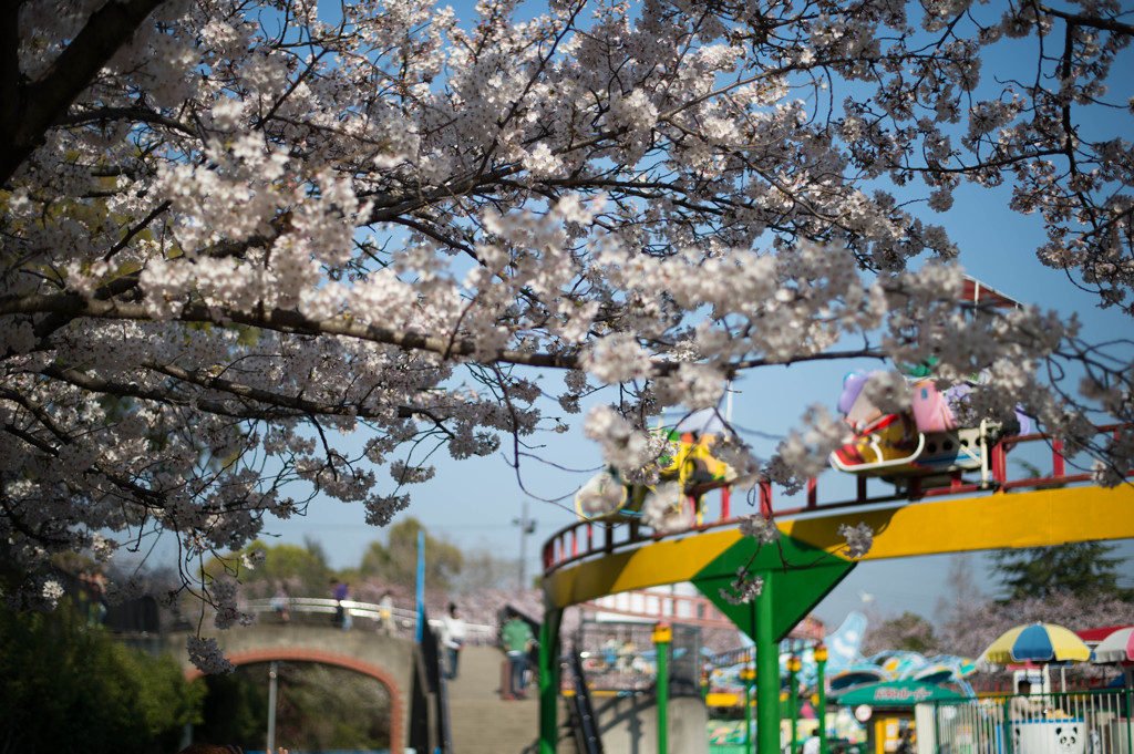 遊具と桜