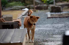 「しょんぼり犬」