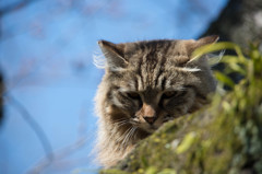 ジト目お猫様