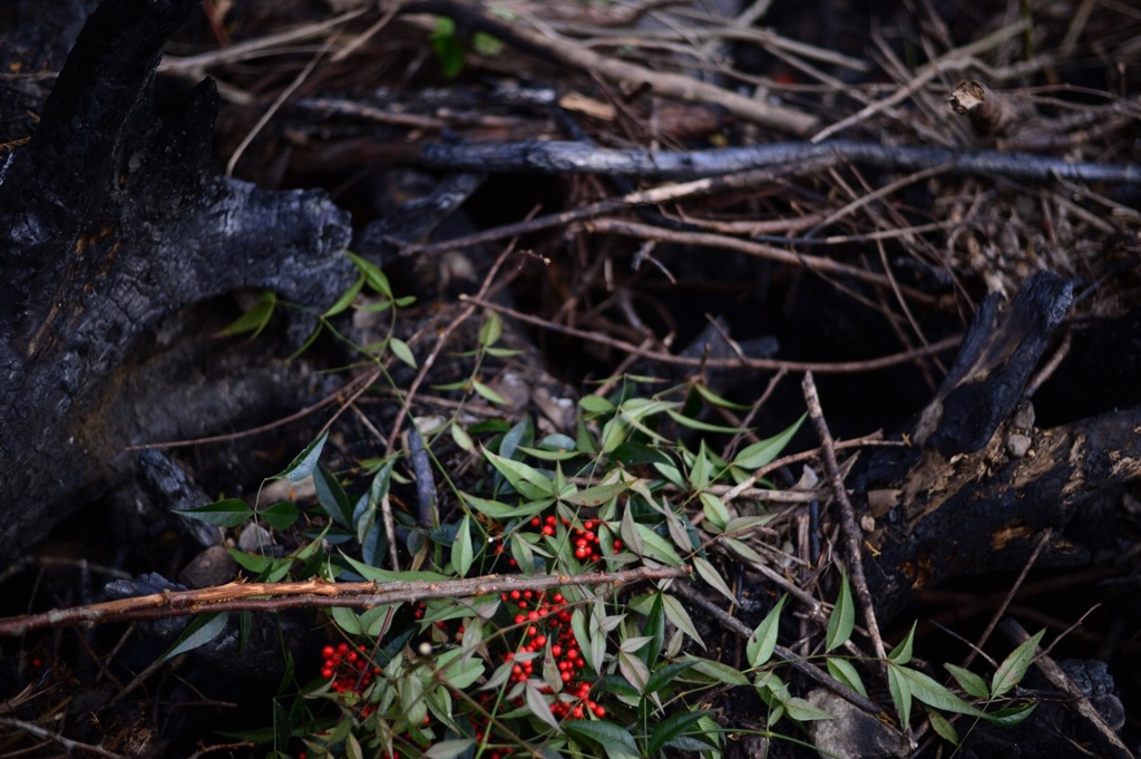 「生と死の狭間で」