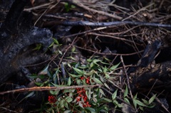 「生と死の狭間で」