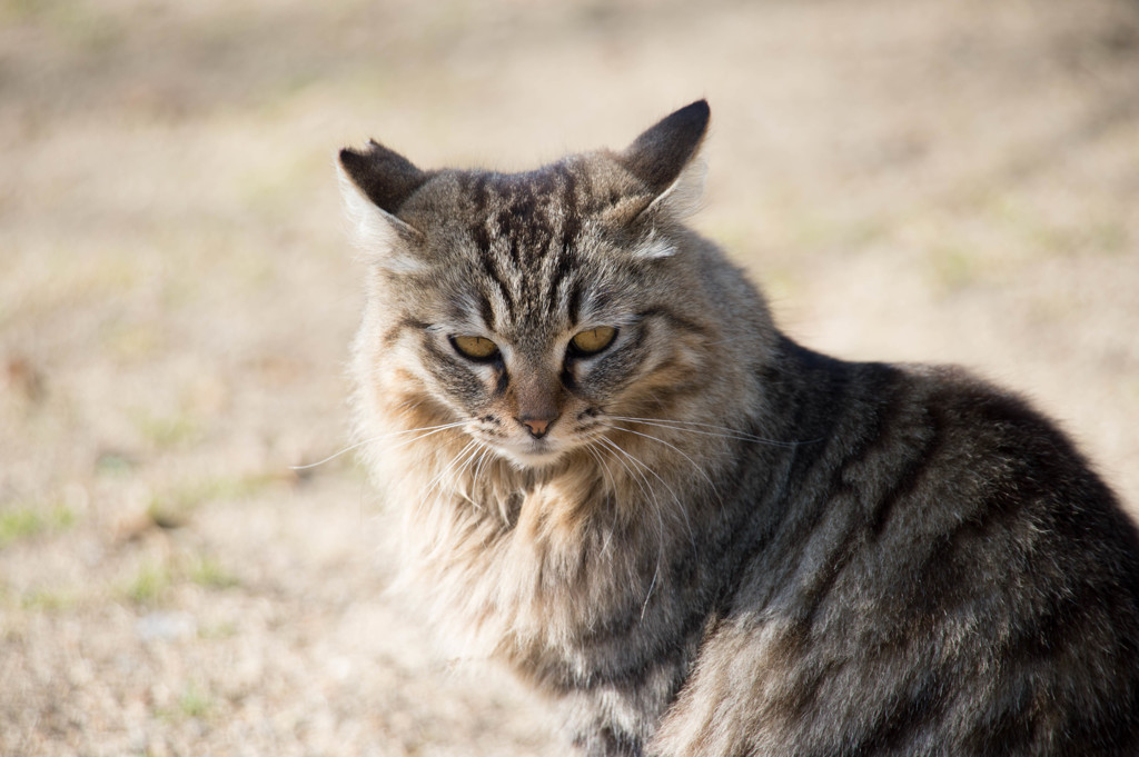 凛々しいお猫様
