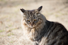凛々しいお猫様