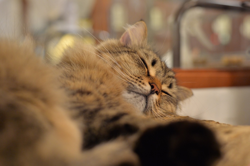 「猫カフェの毛玉」