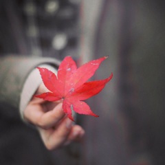 「朱色一葉」