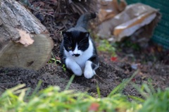「猫の小ジャンプ」