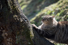 爪とぎお猫様