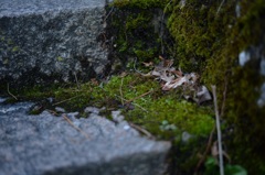 「苔と朽葉」