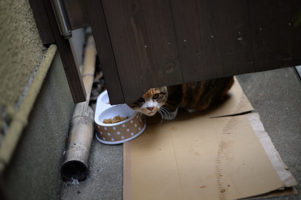 「招き猫・生物」