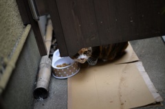 「招き猫・生物」