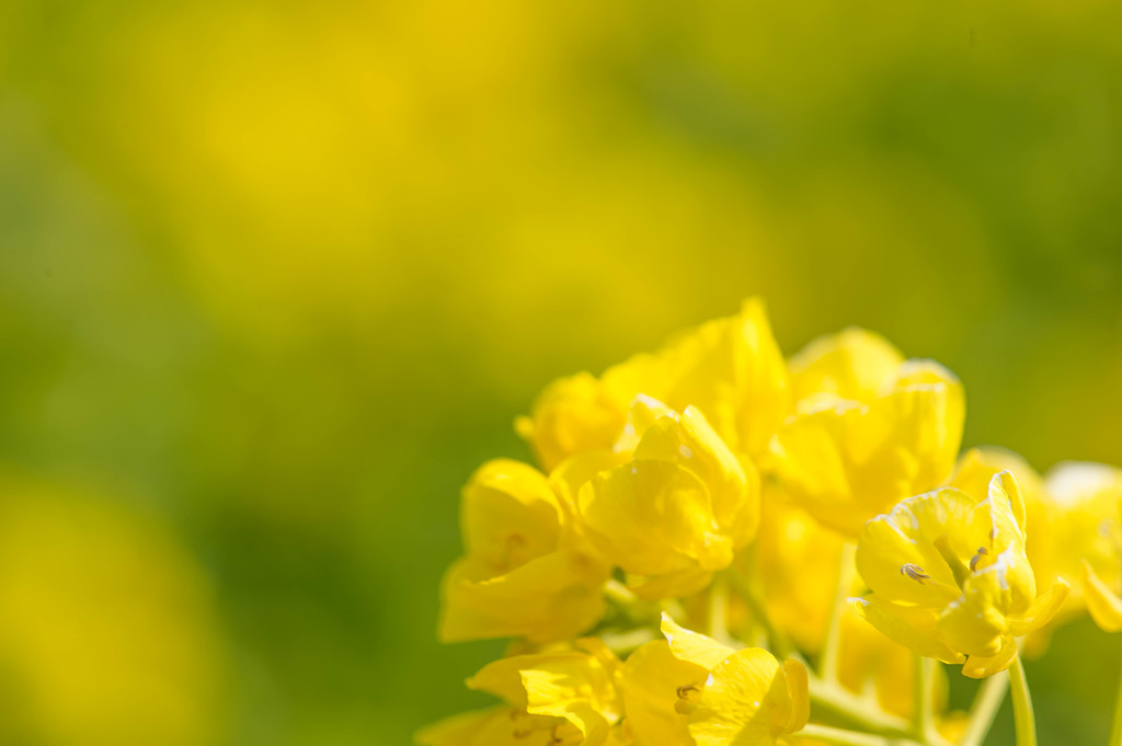 菜の花