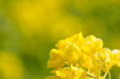 菜の花