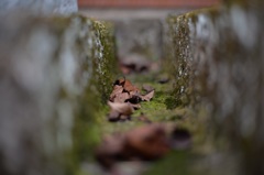 「枯葉の行く先」