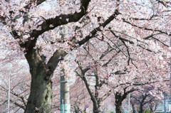 桜並木