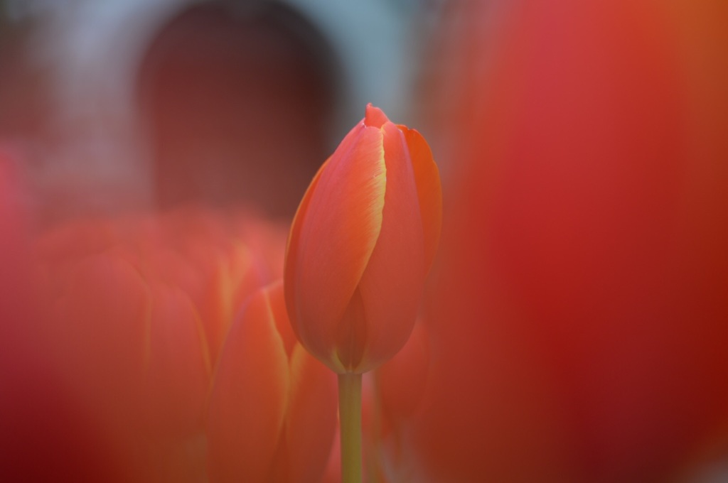 「冬に咲く春の花」