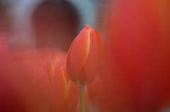 「冬に咲く春の花」