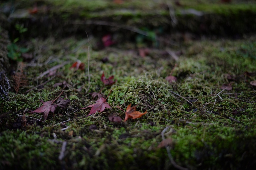 「緑の絨毯で終焉を」