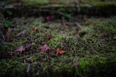 「緑の絨毯で終焉を」