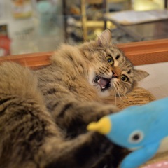 「にゃんと！」