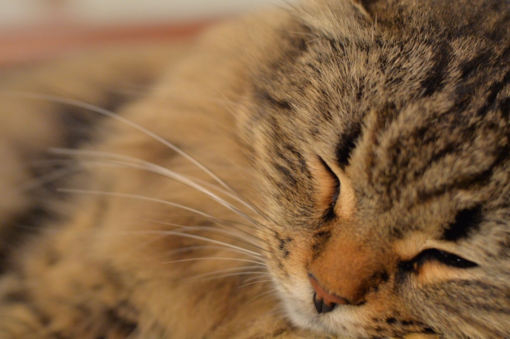 「猫カフェの毛玉2」