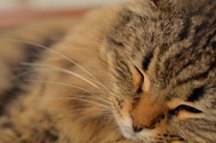 「猫カフェの毛玉2」