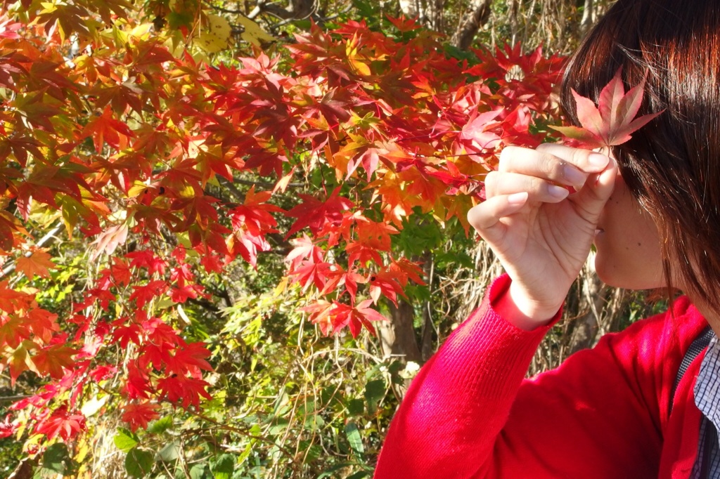 「紅色の連なり」