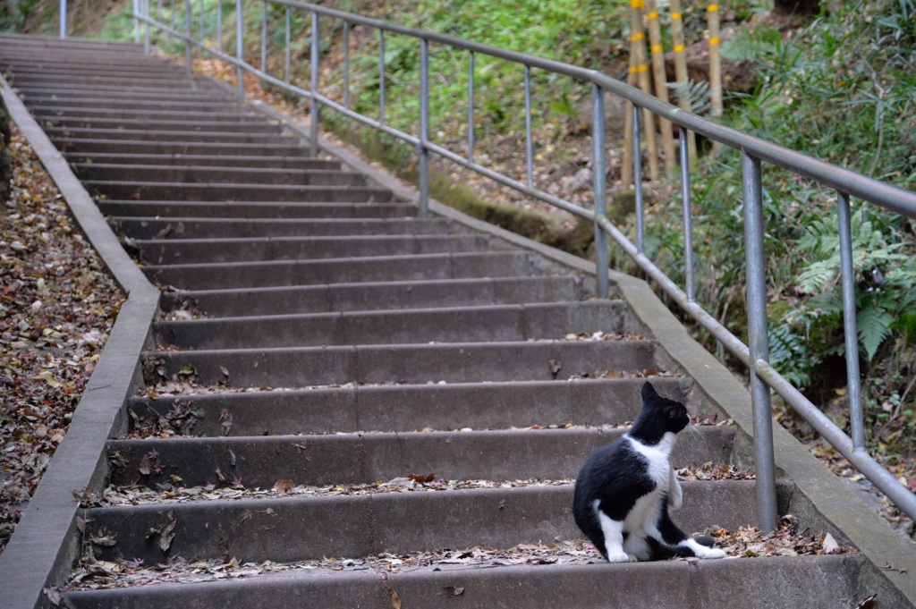 「猫をお供に登山」