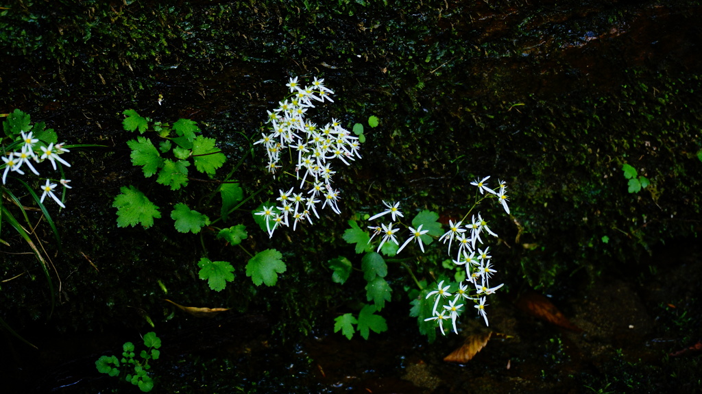 ひっそり花