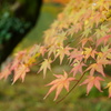 色づいてきた楓