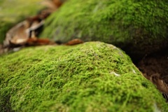 成田山公園の苔