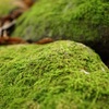 成田山公園の苔