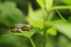 葉上のアマガエル