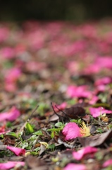 山茶花の下に