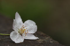 桜の花