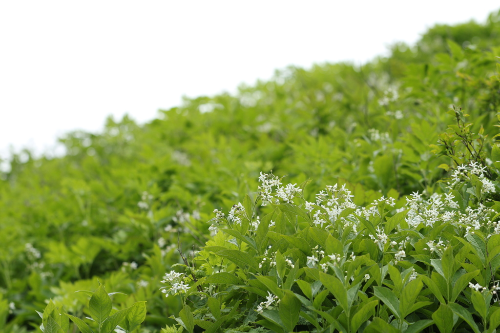 伊吹山の植物　1