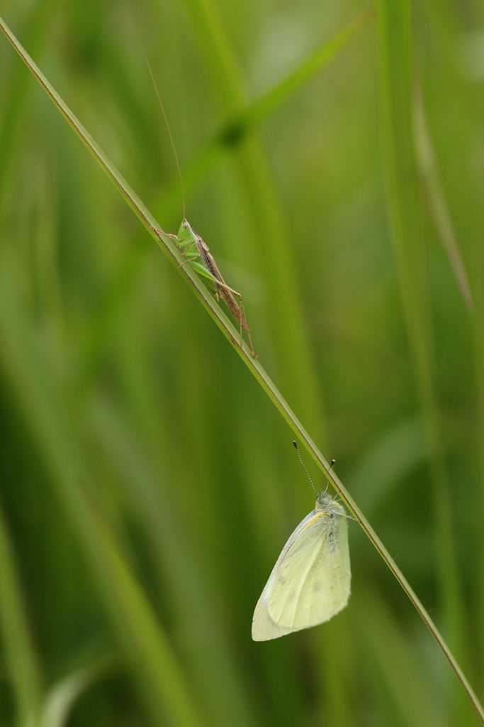 草むらの虫達