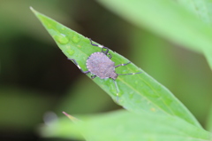 カメムシの幼虫