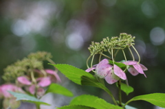 秋の紫陽花