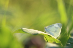 草むらのモンシロチョウ