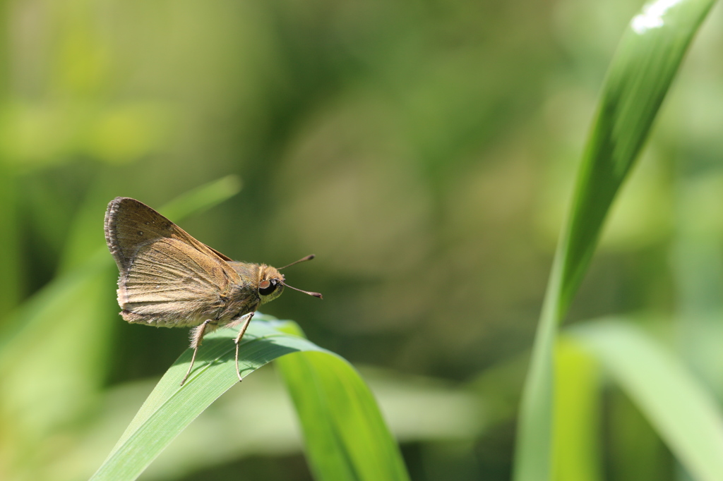 草むらのチャバネセセリ