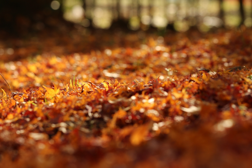 紅葉の絨毯