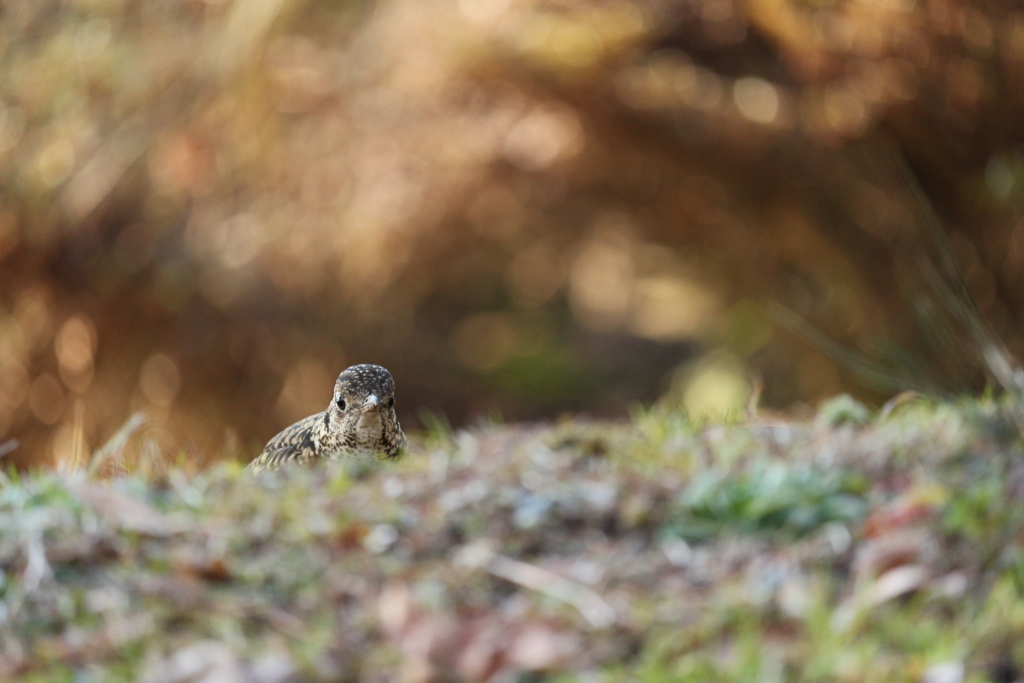 斜面のトラツグミ