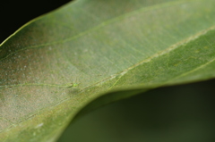 葉上のウロコアシナガグモ