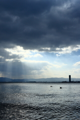琵琶湖の大鷭