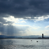 琵琶湖の大鷭