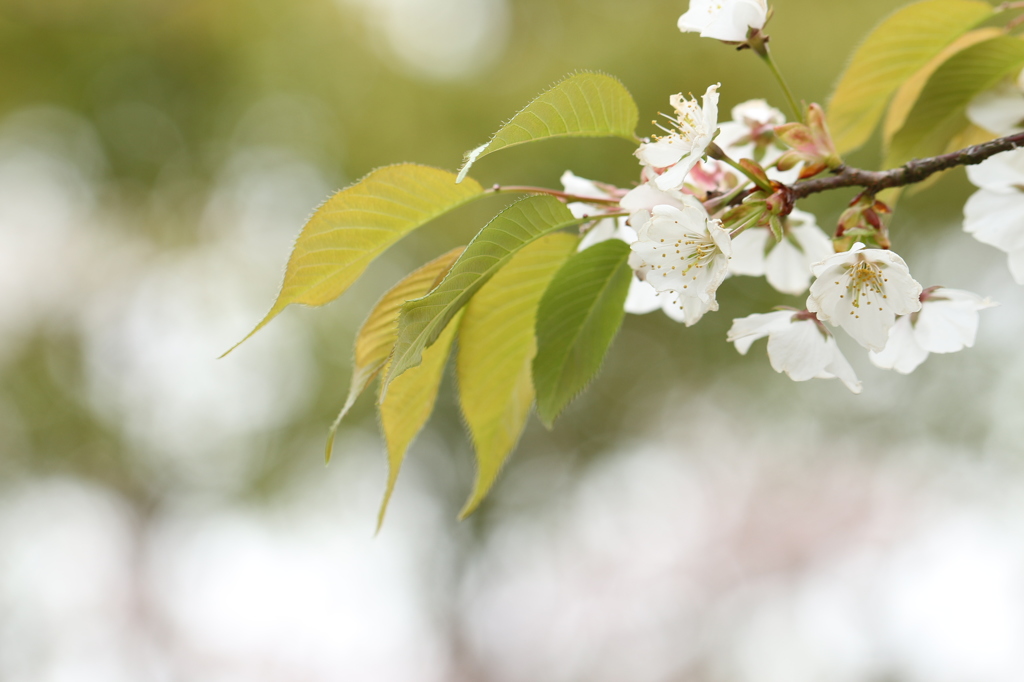 最後の桜