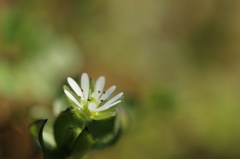春の白花