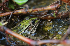 小川のトノサマガエル