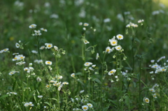 ハルジオンの花畑